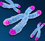 Telomeres